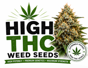 high thc weed seeds