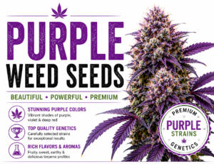 purple weed seeds