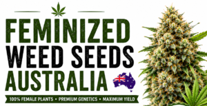 feminized weed seeds australia