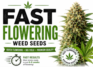 fast-flowering-weed-seeds