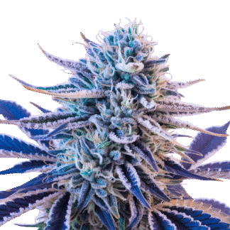 Blue Gelato