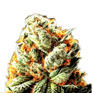 Northern Lights x Haze