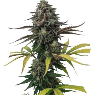 Apple Fritter Auto