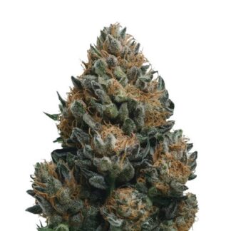 Big Bud Auto