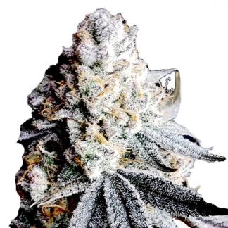 California Snow Auto