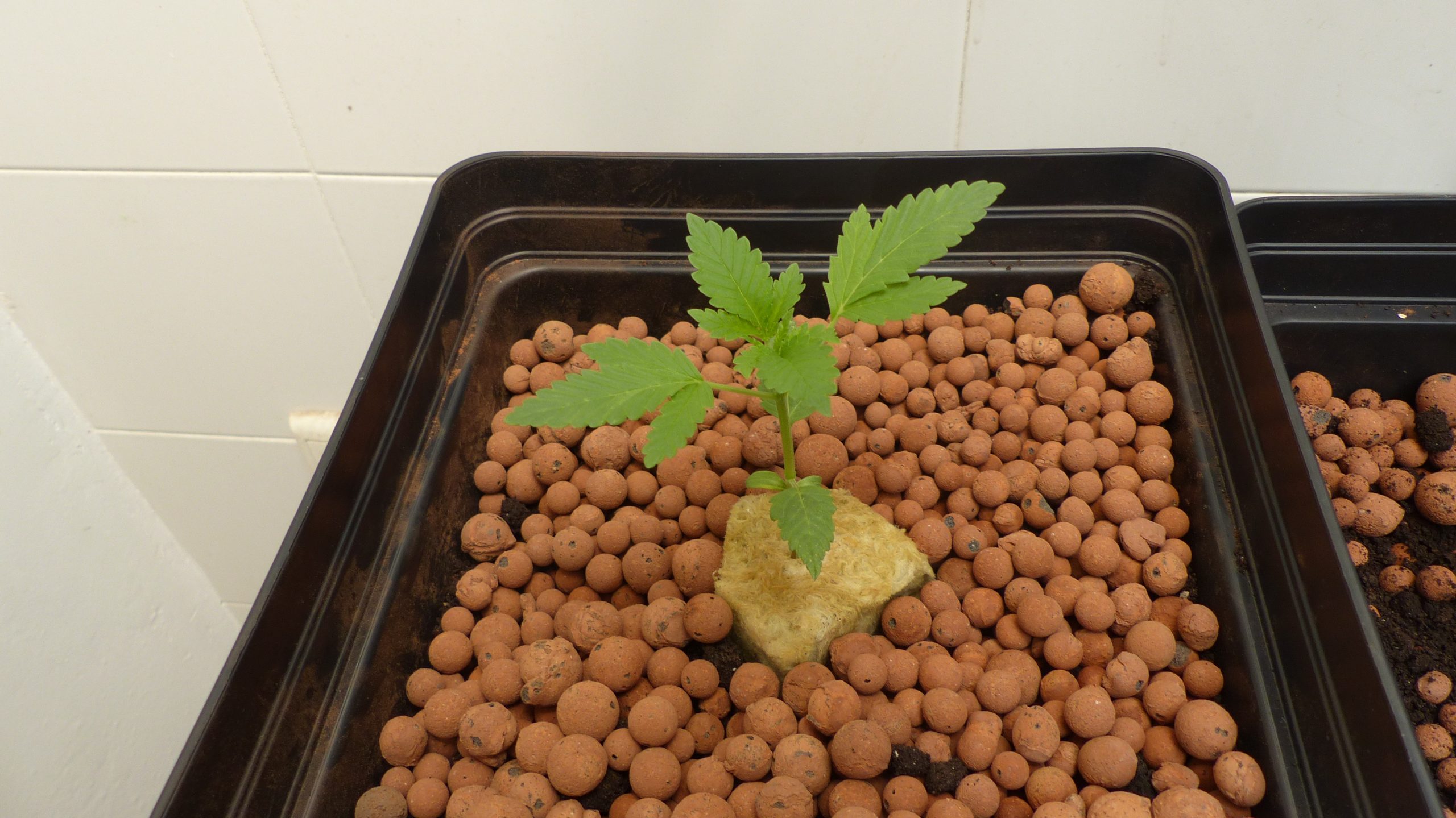 Codeine Kush - Image 3