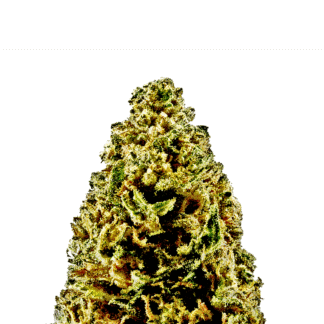 Northern Lights Auto