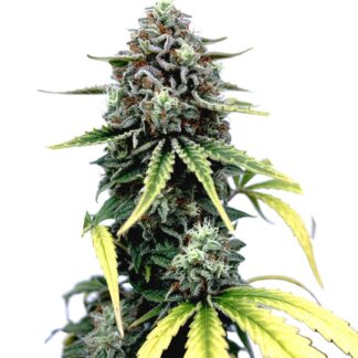 Peanut Butter Breath