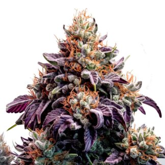 Purple Moby Dick