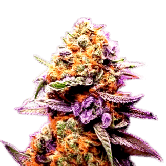 Purple Sherbet