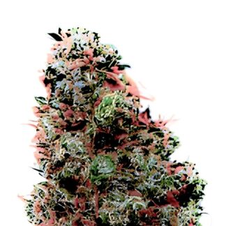 Tropicana Punch Auto