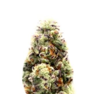 Wedding Bukkake Auto