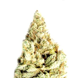 White Widow x Big Bud