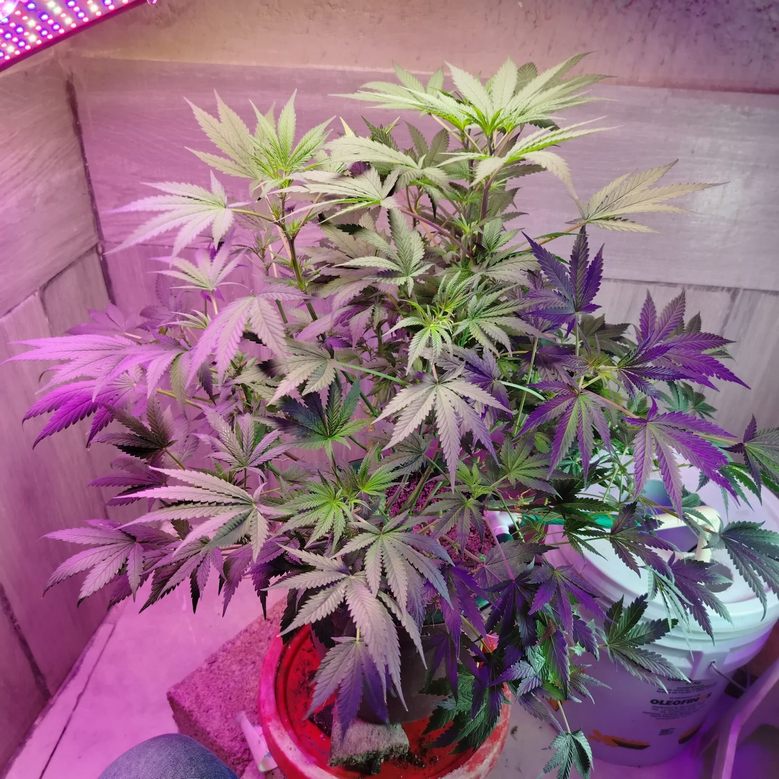 AK47 x Black domina