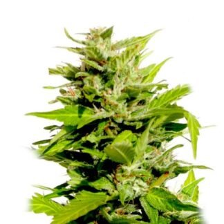 AK47 Auto