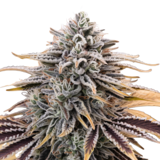 Animal Cookies