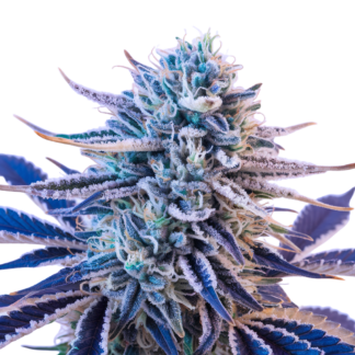 Blue Gelato