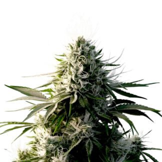 G13
