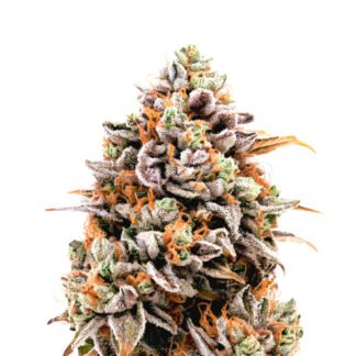 G13 Orange Bud