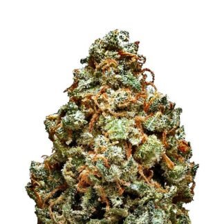 Great White Shark