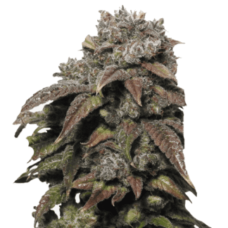 Green Crack Auto