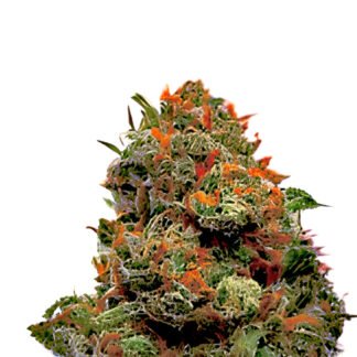 Lemon Tree Kush