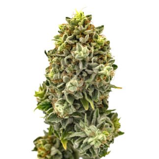 Lemon Cherry Gelato