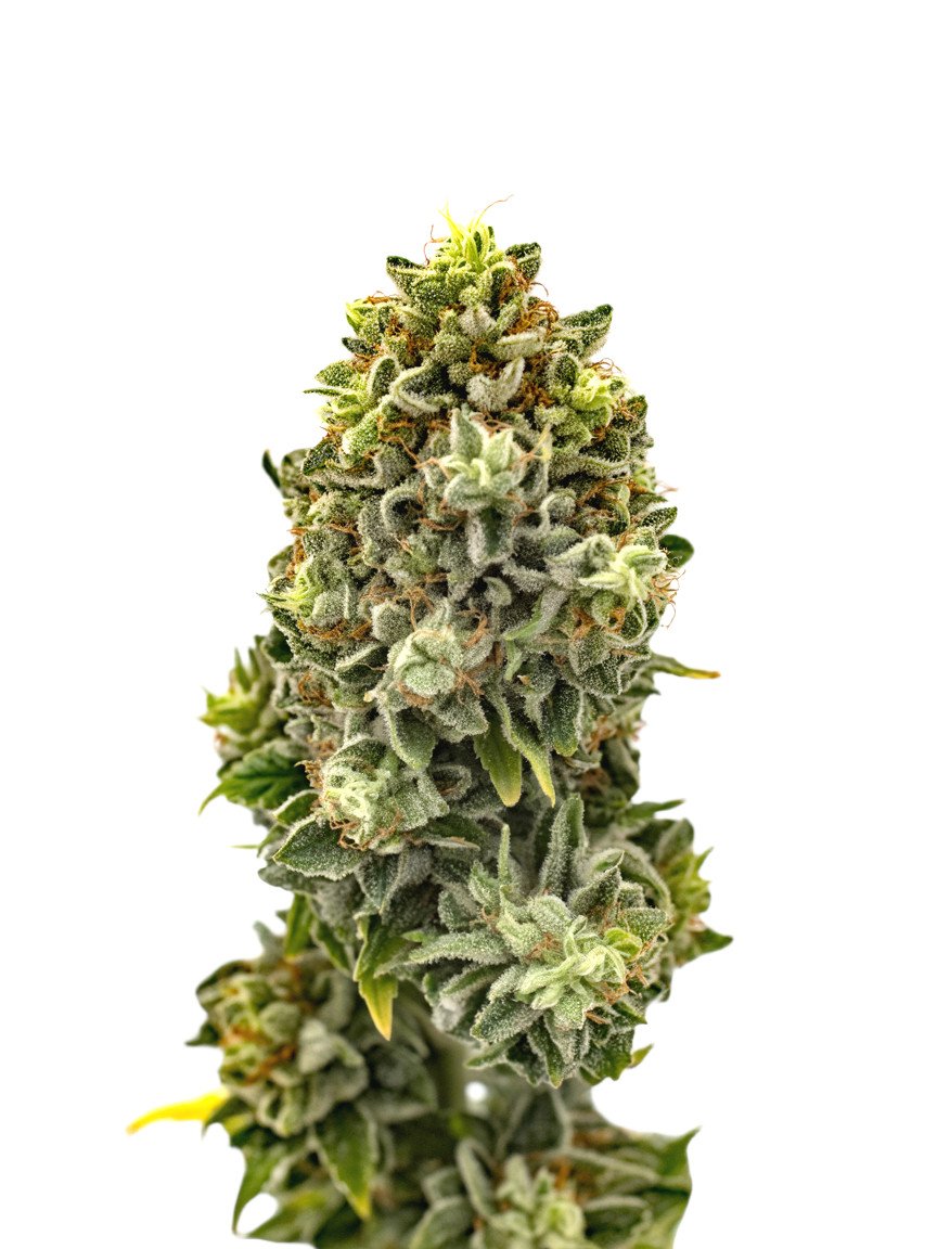 Lemon Cherry Gelato