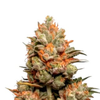 Mango Kush