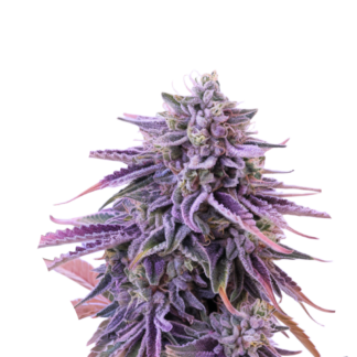 Mendocino Kush