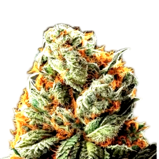 Northern Lights x Haze