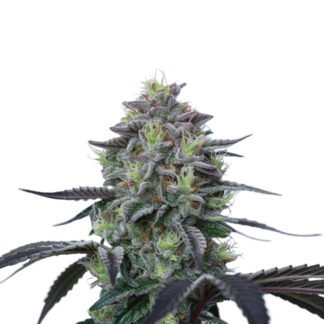 Northern Light x Skunk