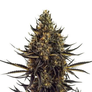 Acapulco