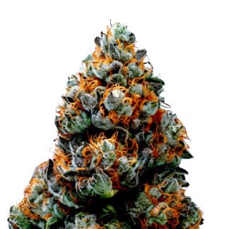 Alien OG Auto