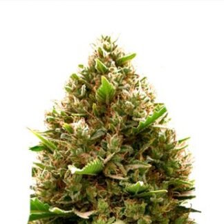 Amnesia x OG Kush