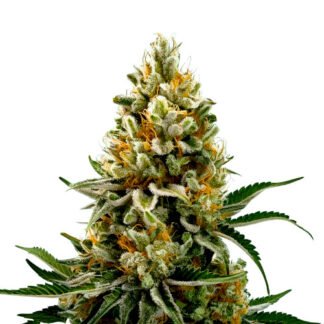 Amnesia Auto