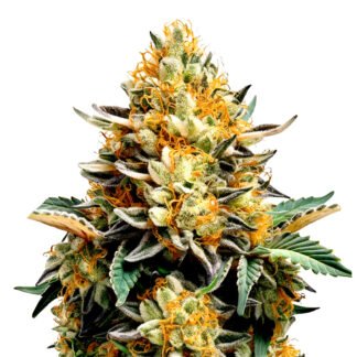 Banana Kush