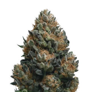 Big Bud Auto