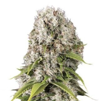 Black Domina