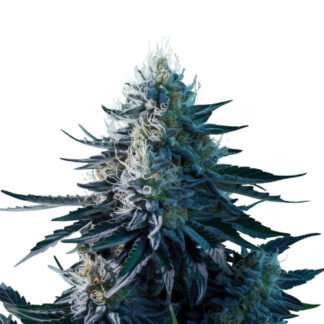 Blue Dream Auto
