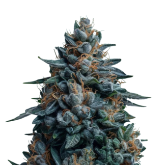 Blueberry