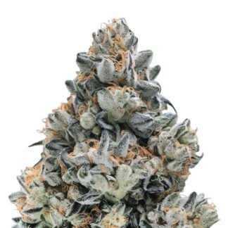 Bruce Banner Auto