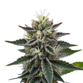 Bubba Kush x Gelato