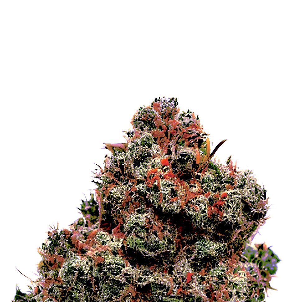 Candy Kush Auto
