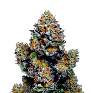 Chemdawg