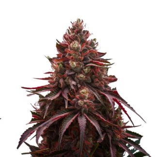 Cherry Pie