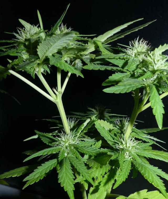 OG Kush - Image 4
