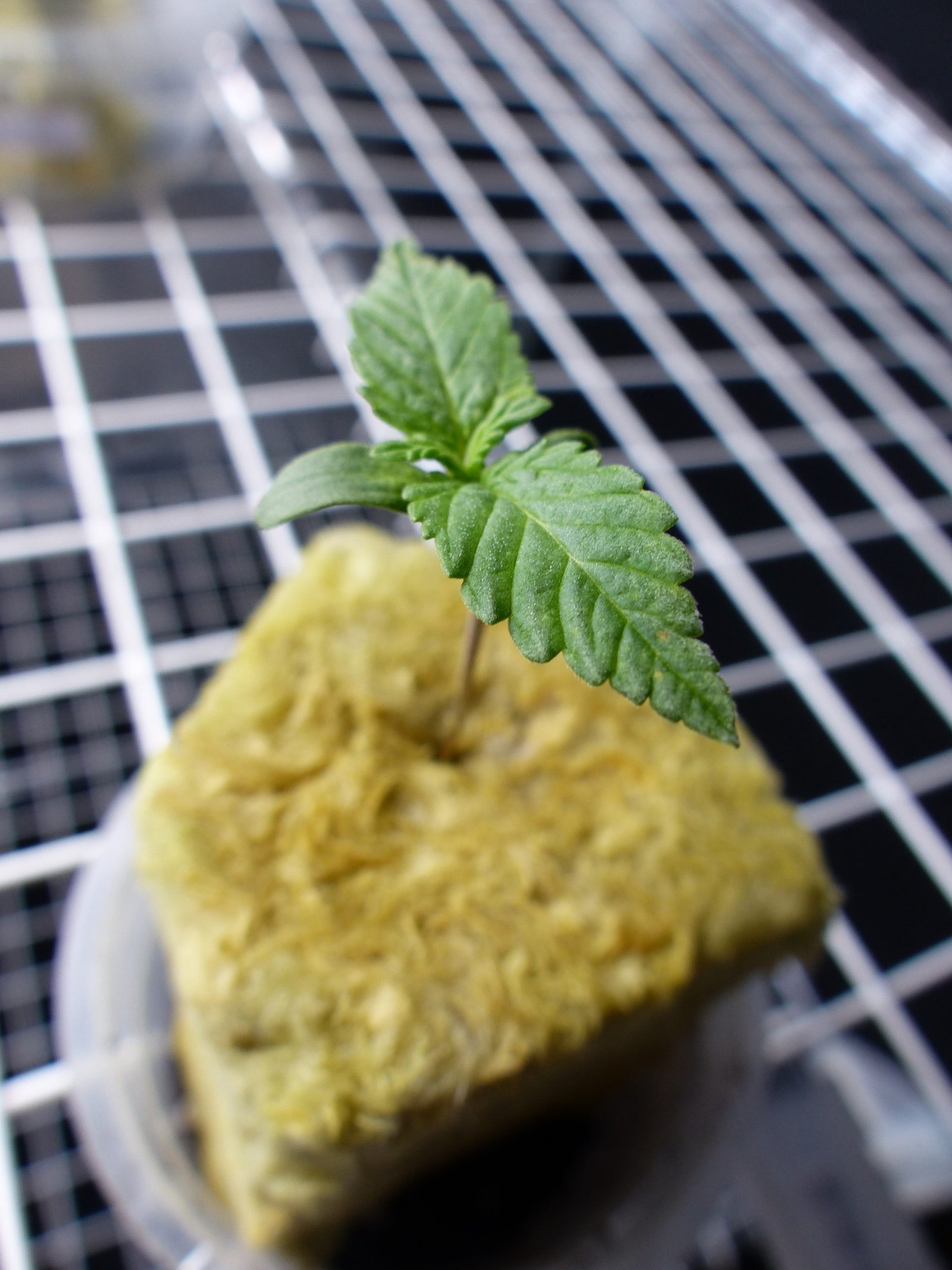 OG Kush - Image 2