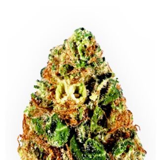 Critical Kush