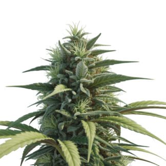 Durban Poison